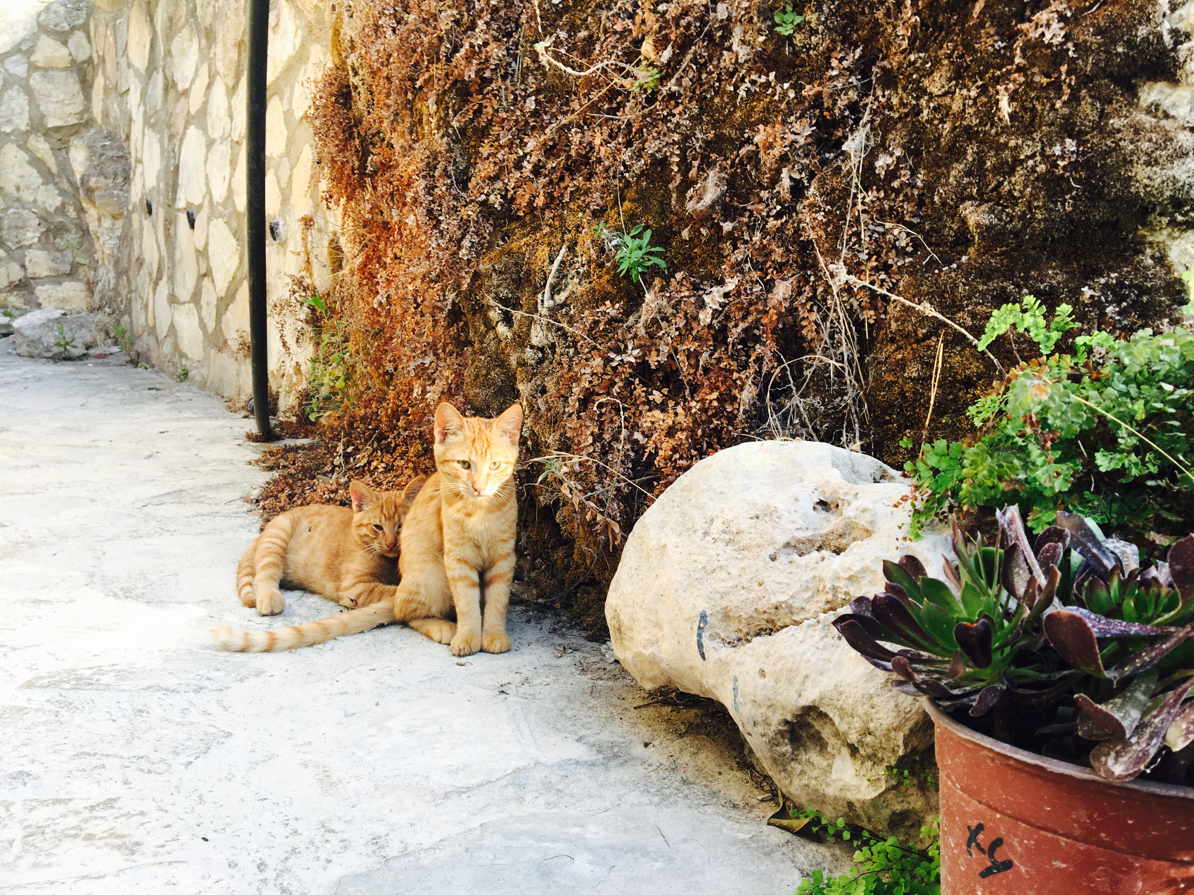 Teaching Your Kitten To Come When Called - Blog Image