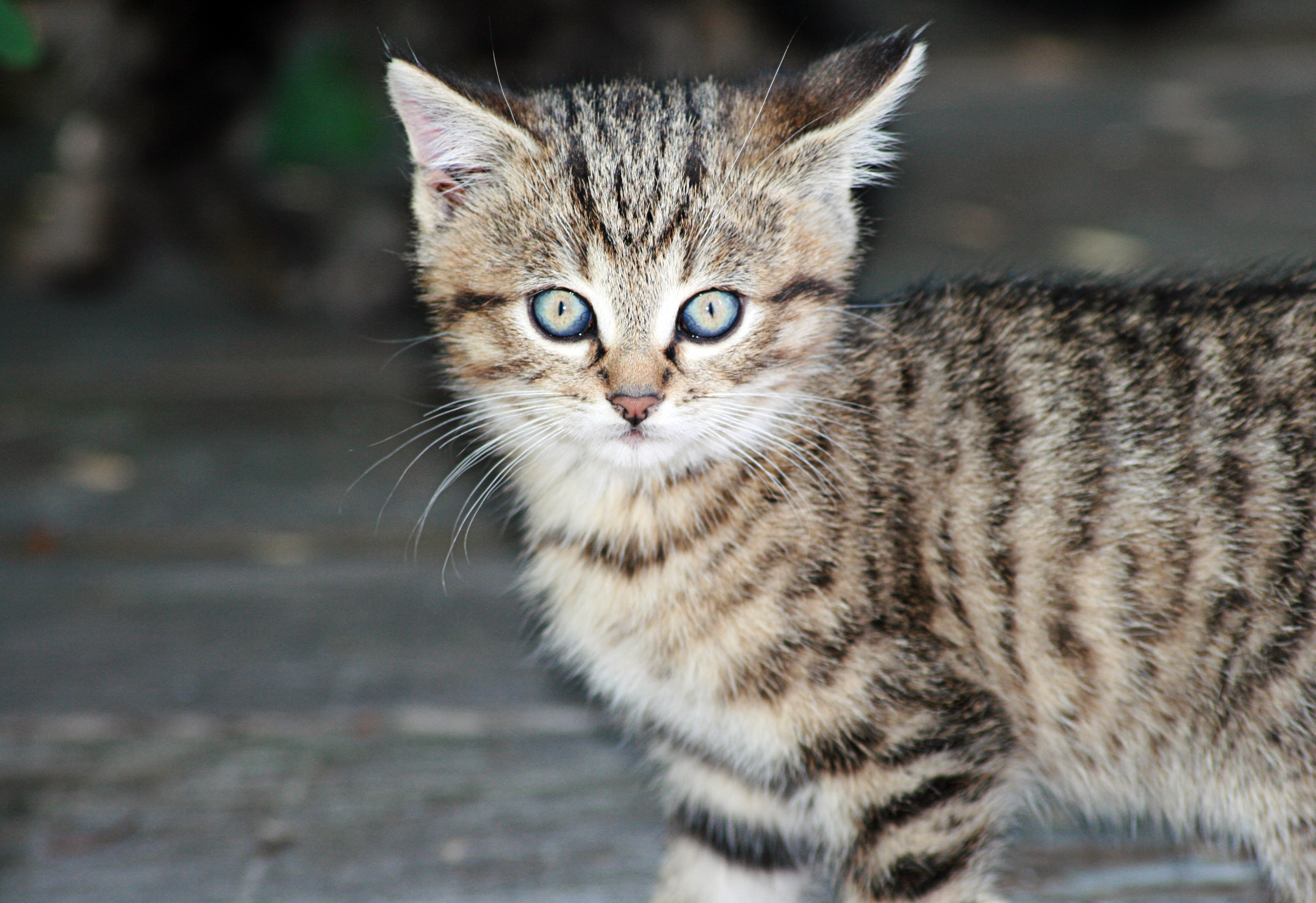 Stop Kitten Biting Gentle Methods That Work - Blog Image